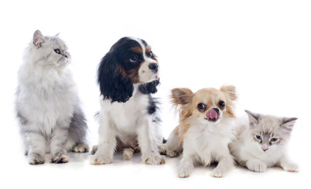 A dieta de cães e gatos precisa ser mantida do jeito certo. Por isso, a imagem apresenta gatos e cães em um fundo branco enquanto esperam a comida ansiosos.