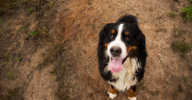 Um bernese mountain dog em uma estrada de terra.