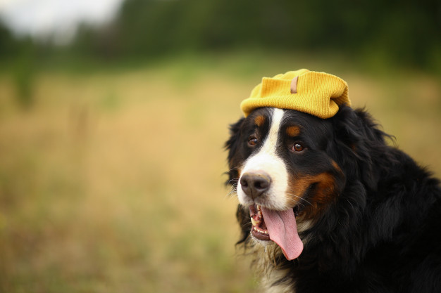 Um boiadeiro de berna de gorro com a língua para fora.