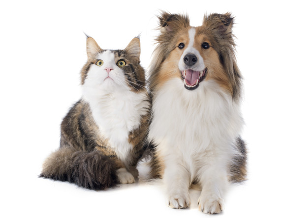 Um shepperd e um gatinho juntos esperando o dono servir a comida para manter a dieta em dia.