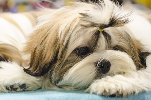 Um Shih Tzu com tosa estética.