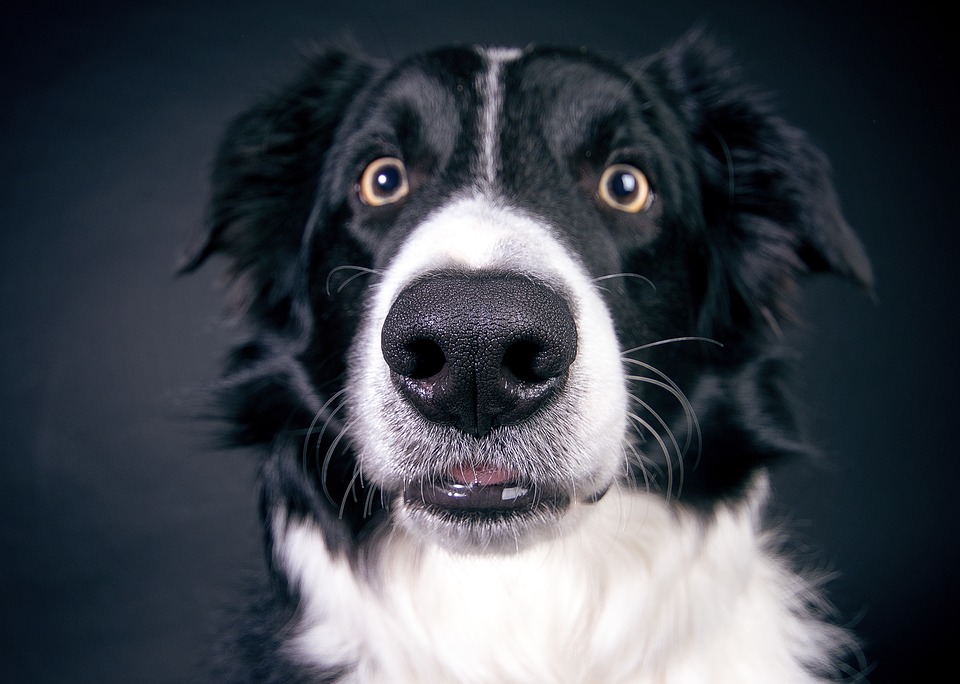 Um cãozinho SRD com o focinho de cachorro em destaque.