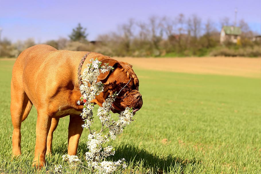 Um dogue de bordeaux mordendo uma planta em uma planície verde.