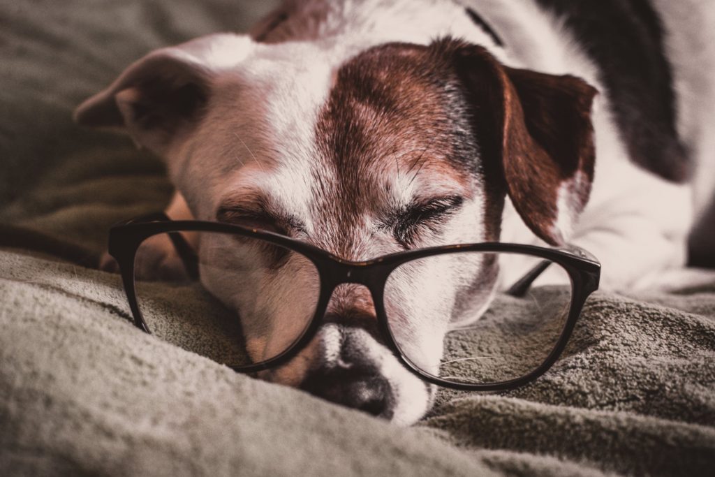 Um cachorro idoso deitado usando um óculos.