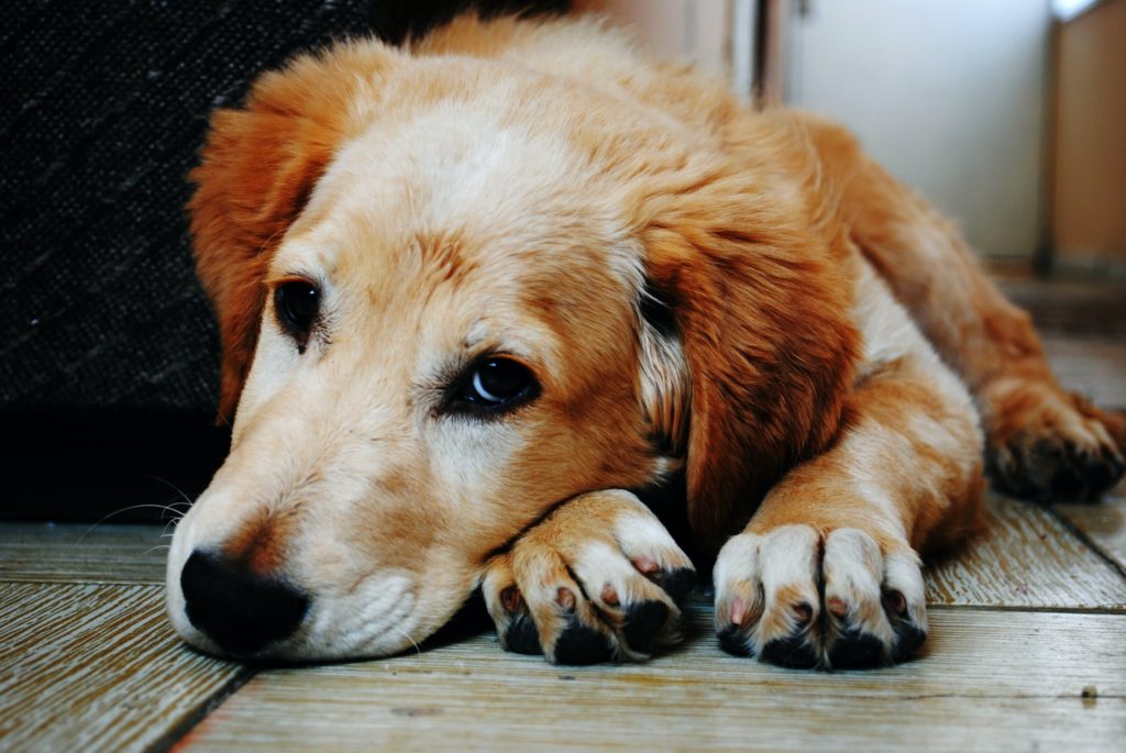 Um cão triste que pode estar sofrendo com piometra.