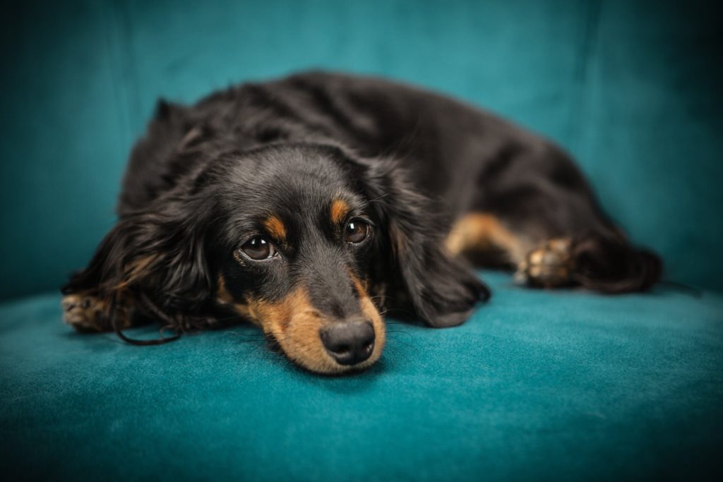 Na imagem temos um cãozinho deitado com uma cara triste em um assento azul, podendo estar sofrendo com a piometra.