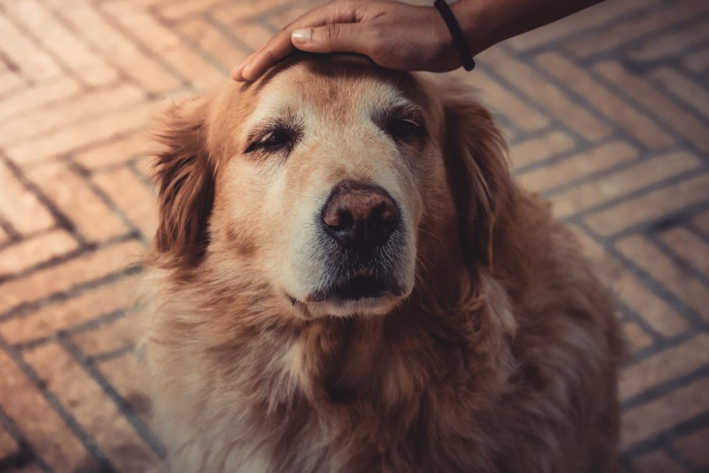 Na imagem, um dono acaricia seu cão idoso, tentando calcular a idade de cachorro do cãozinho.