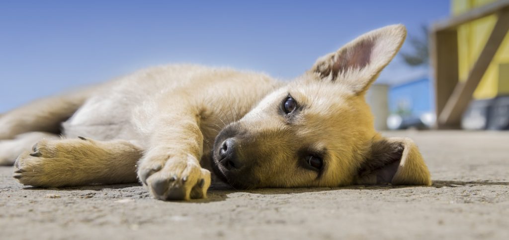 Um cãozinho abandonado em uma ong de animais.