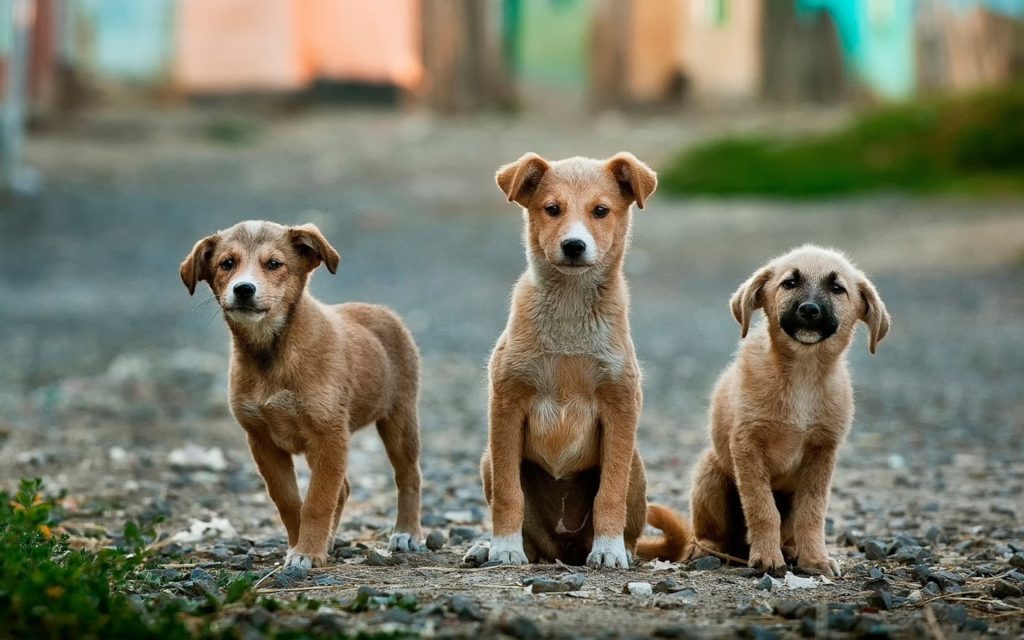 Filhotes de cachorro na rua esperando socorro de uma ong de animais.