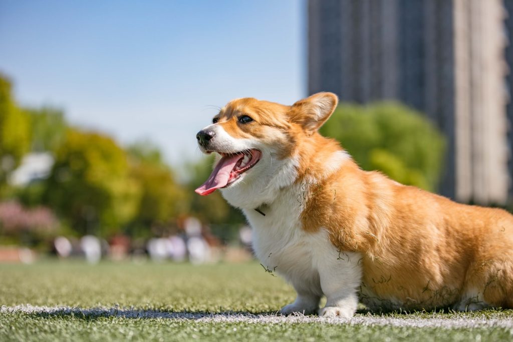 Um corgi em um campo de futebol ouvindo um apito para cachorro de seu dono.