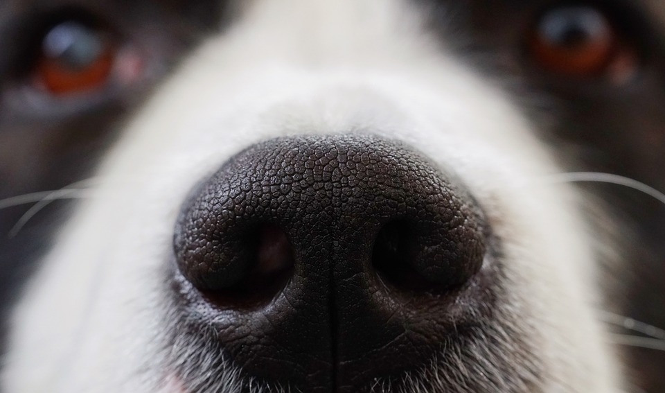 O focinho de cachorro destacado na imagem.