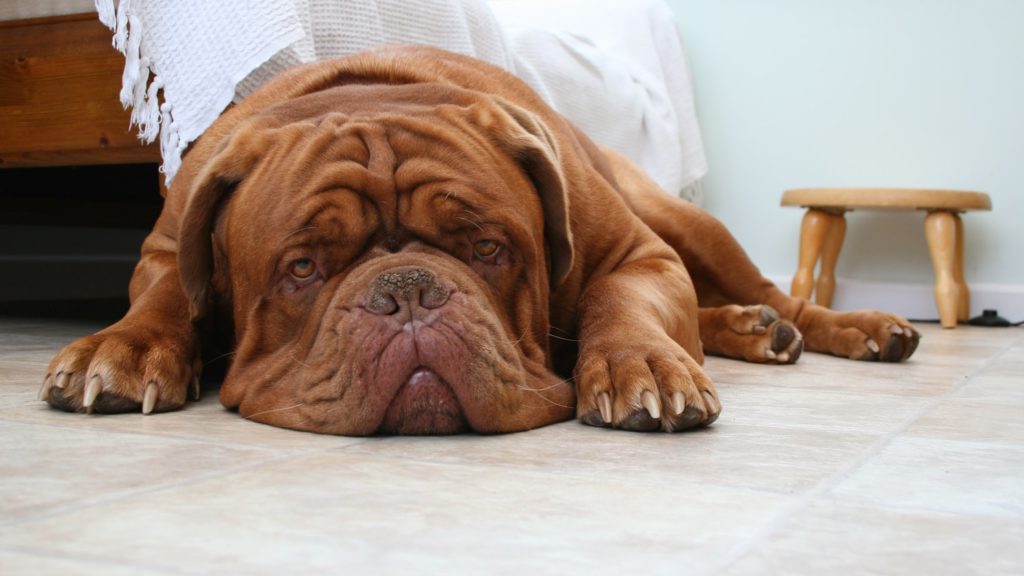 Um mastim francês, também conhecido como dogue de bordeaux, deitado enquanto encara para frente.