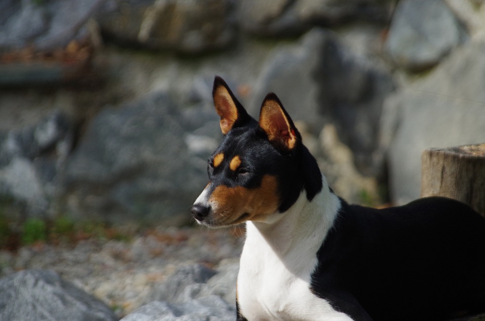 Um cachorro da raça basenji olhando para o horizonte em um fundo de pedras.