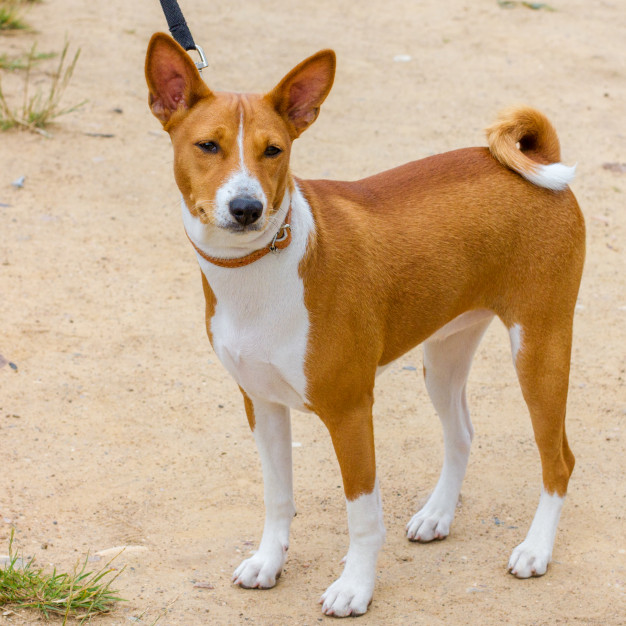 Um cão da raça basenji de coleira em uma praia.