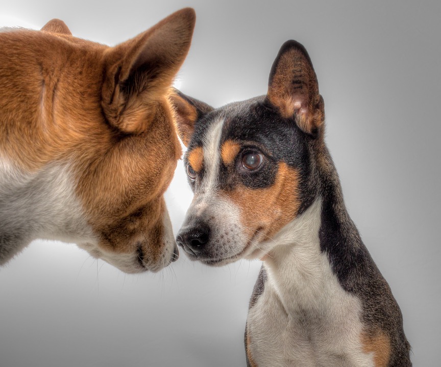 Dois cachorros da raça basenji se encarando.