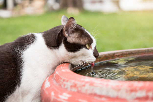 Gatinho bebendo água