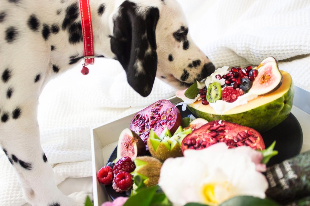 Cachorro da raça dálmata cheirando frutas