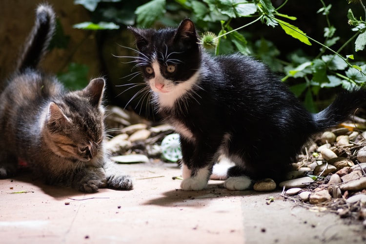 Gatinhos parados em local aberto