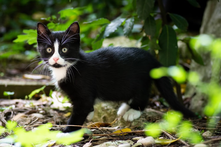 Gatinho preto olhando para os lado