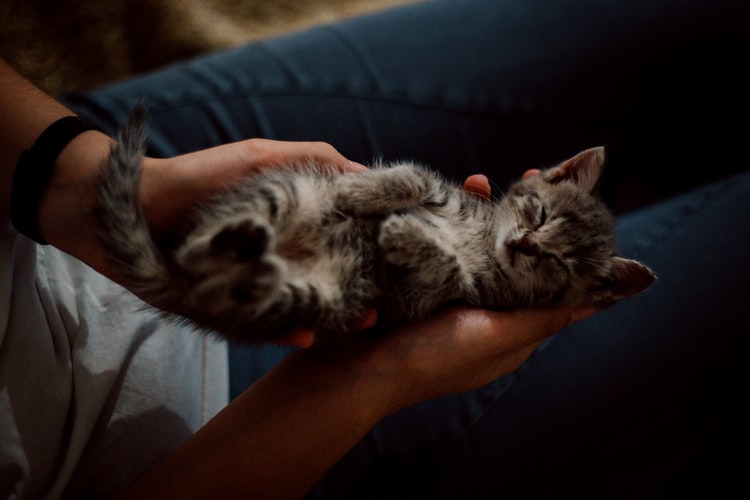 Gatinho dormindo em mãos humanas