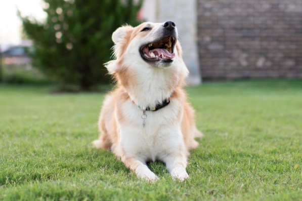 Cachorro sorrindo