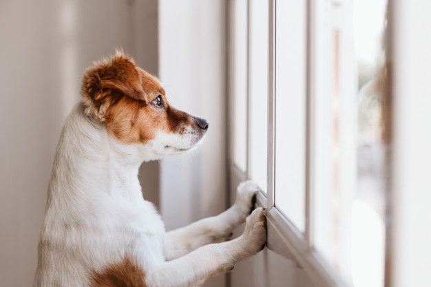 cachorro sozinho esperando na janela pelo seu tutor