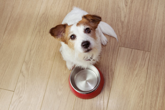 Cachorrinho esperando sua comida ser coloca na tigela