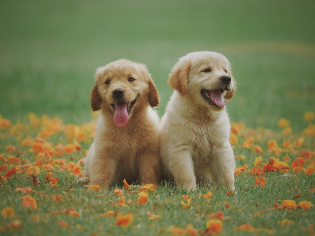 Dois filhotinhos em meios as flores