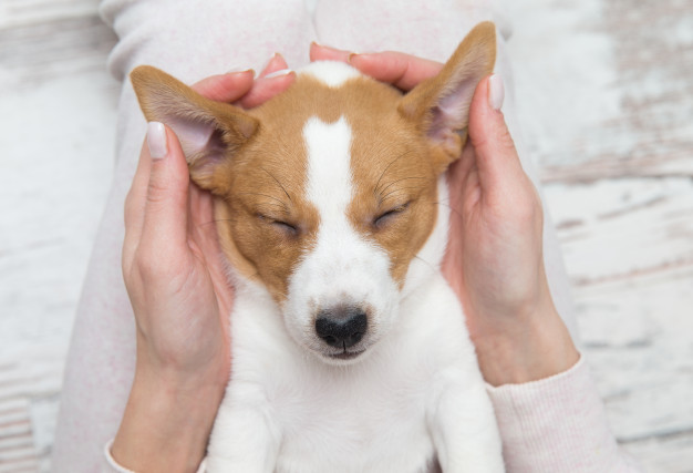 cachorro  dormindo nas mãos do tutor