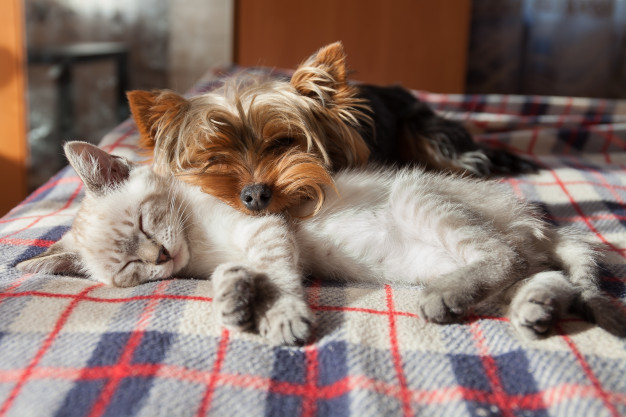 Gato e cachorro sozinho deitadas juntos numa cama