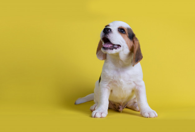 Beagle posando para a câmera