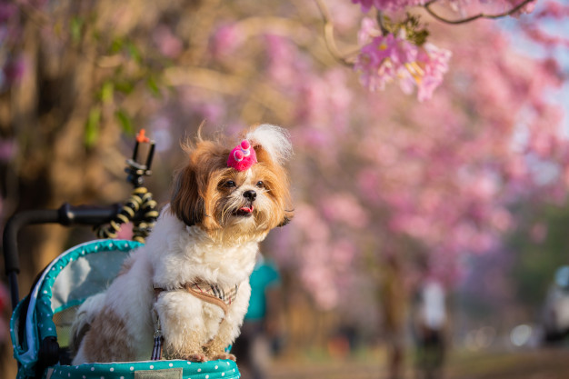 Shih-tzu no carrinho olhando para a natureza