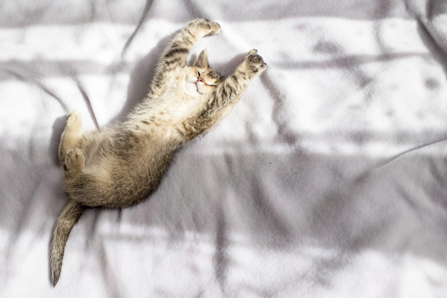 gatinho se espreguiçando na cama