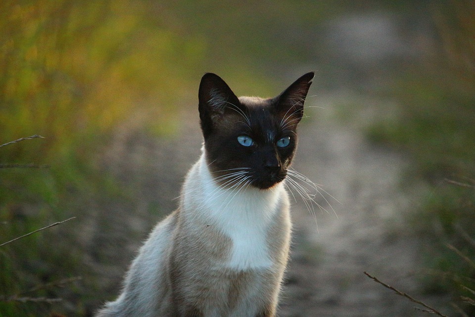 Gato siamês olhando para a câmera