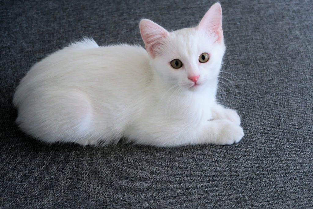 Gatinho olhando para a câmera