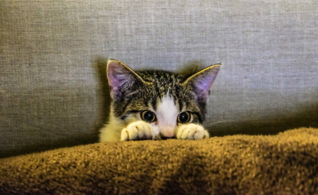 gatinho escondido na coberta