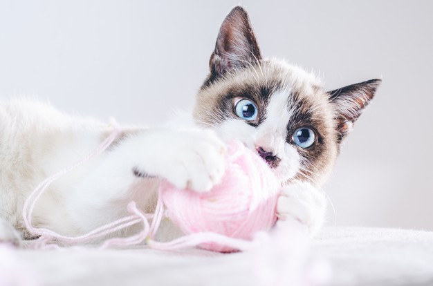 gatinho com rolinho de lã