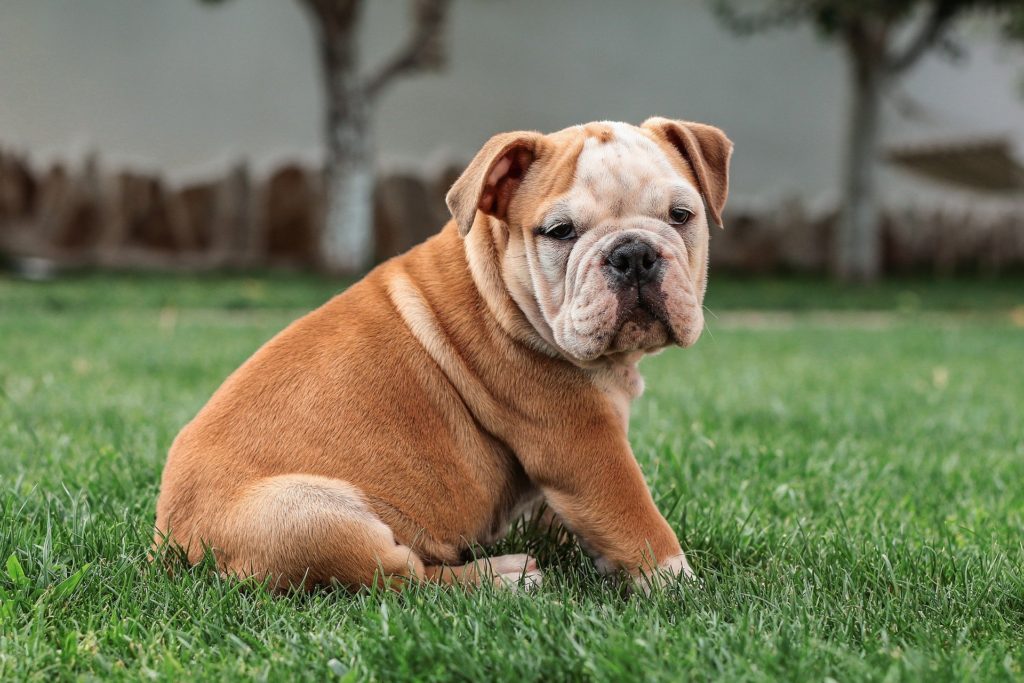 Buldogue olhando para a câmera