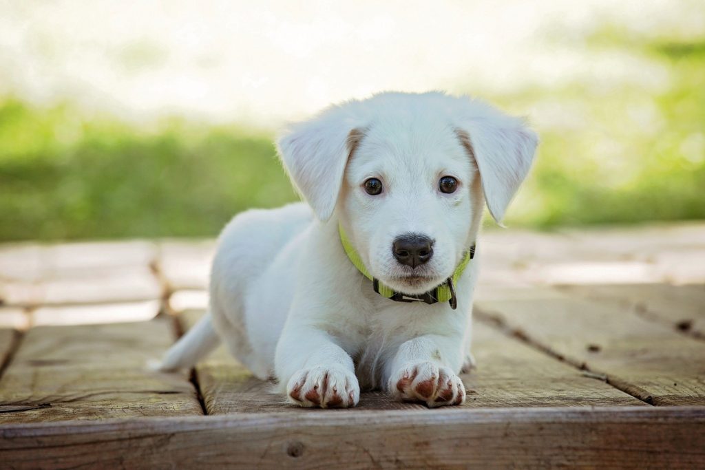 Cachorrinho branco olhando para a câmera