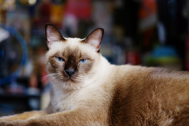 Gato siamês olhando fixamente para a câmera