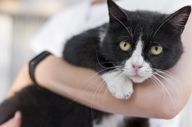 Gatinho preto com bigode e patinhas brancas sendos egurando por uma pessoa cujo apenas o braço que segura o pet aparece em evidência na imagem.