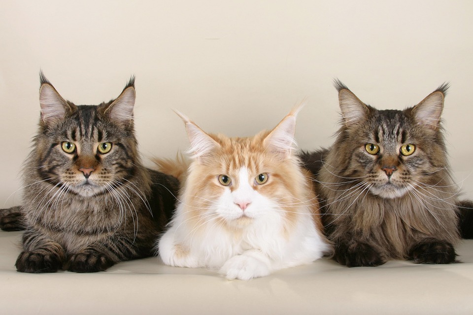 Três gatinhos Maine Coon olhando para a câmera