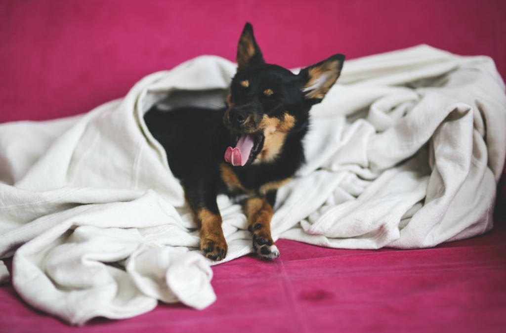 cachorro da raça chiuahua bocejando