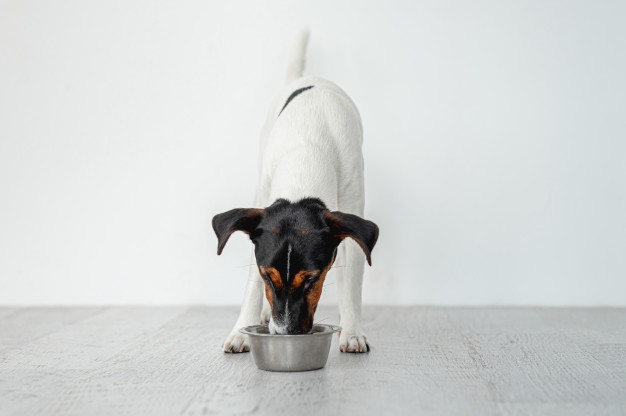 cachorro da raça fox terrier, branco de cabeça preta, comendo no sei pote de ração prateado.