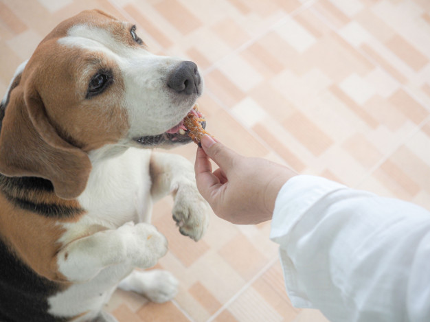 cachorro sendo alimentado por um humano