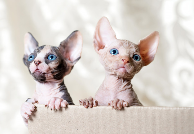 dois gatinhos da raça sphinx, um malhado e um branco, dentro de um cesto.