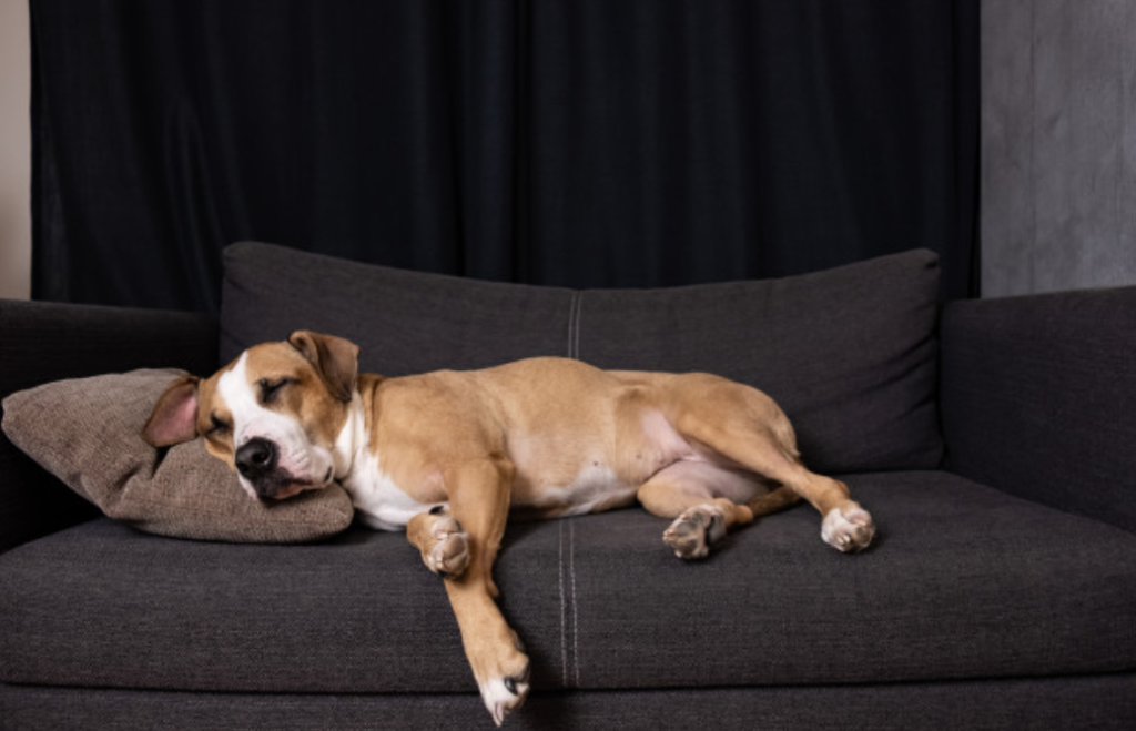 Filhote de cachorro dormindo em sofá cinza.