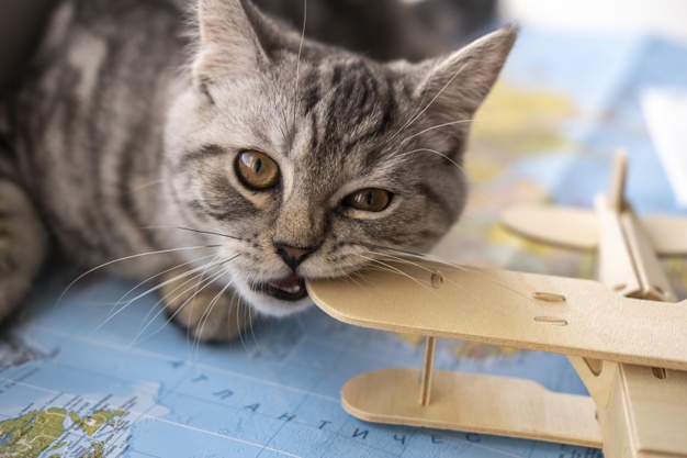 gato rajado, de olhos verdes deitado sobre uma mapa mundi, mordendo um aviãozinho de madeira.