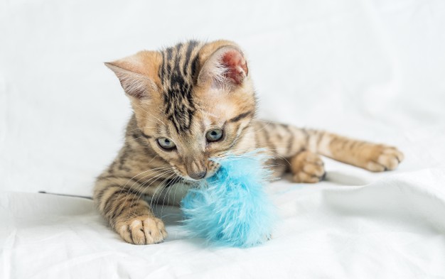 filhote de gato tigrado deitado sobre uma superfície de lençol branco, mordendo uma bolinha de pelúcia azul clara