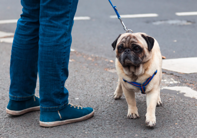 bulldog francês branco em destaque, na coleira, ao lado das pernas do dono, que veste jeans e um tenis azul, sobre um piso de asfalto.